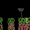 Fig 3. Demineralization of collagen to depth of phosphoric acid penetration.