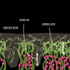 Fig 4. Infiltration of adhesive into demineralized collagen.