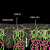 Fig 4. Infiltration of adhesive into demineralized collagen.