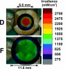 Fig 5. Two-dimensional beam profile of the tip of a small tip diameter (D) and large tip diameter (F) curing light both scaled to 2,750 mW/cm<sup>2</sup>. Note the irradiance hot spot at the center of one light, and the uniform irradiance from the other light that would almost completely cover an entire molar or maxillary central incisor.